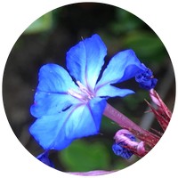 Cerato - Ceratostigma Willmottianum