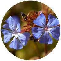 Cerato - Ceratostigma Willmottianum