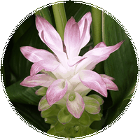 Curcuma
