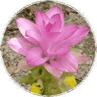 Curcuma