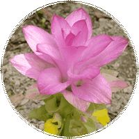 Curcuma
