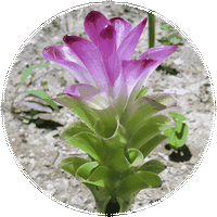 Curcuma Morada