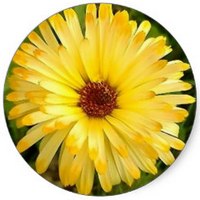 Helichrysum Italicum