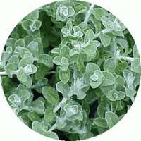 Helichrysum Italicum