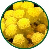 Helichrysum Italicum