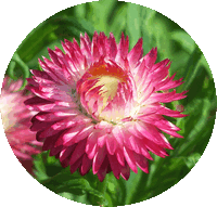 Helichrysum - Everlasting