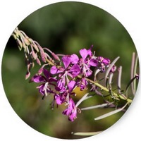 Epilobium Angustifolium