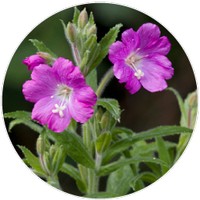 Epilobium Angustifolium
