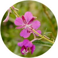 Epilobium Angustifolium