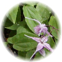 Epimedium Sagittatum