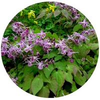 Epimedium Sagittatum