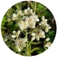 Gnaphalium Oxyphyllum - Gordolobo Mexicano