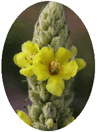 Gordolobo: Verbascum Thapsus - Mullein
