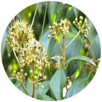 Hiedra: Hedera Nepalensis