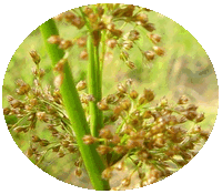 Juncus Effusus