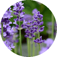Lavanda