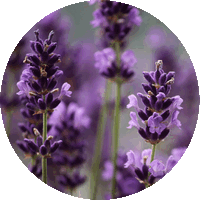 Lavanda