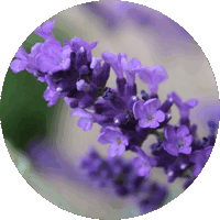 Lavanda