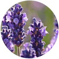 Lavanda de Bulgaria