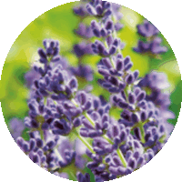 Lavandula Angustifolia