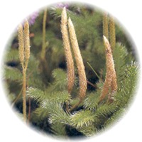 Lycopodium Clavatum