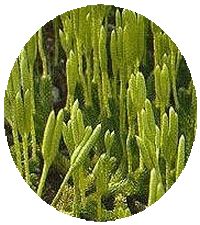 Lycopodium Clavatum