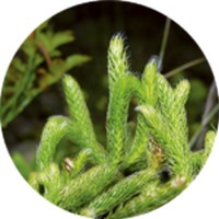Lycopodium Clavatum