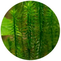 Lycopodium Clavatum - Club Moss