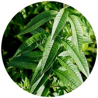 Lippia Citriodora - Lemon Verbena