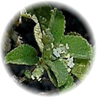 Oregano Mexicano - Lippia Graveolens