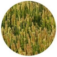 Llanten-zaragatona - Plantago Psyllium