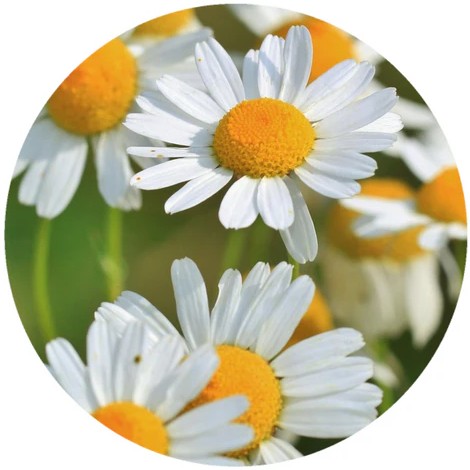 Anthemis Arvensis
