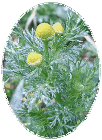 Matricaria Discoidea - Chamomilla Suaveolens