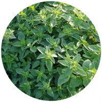 Origanum Majorana