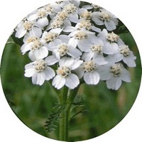 Milenrama: Achillea Millefolium - Yarrow