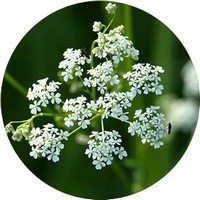 White Yarrow - Milenrama