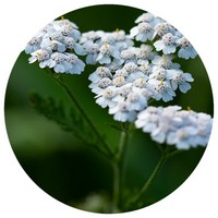 Achillea Millefolium