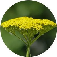 Milenrama Dorada - Achillea Filipendulina