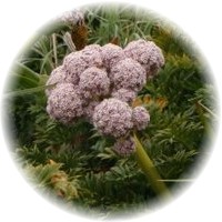 Notopterygium Incisum