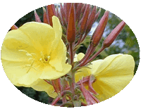Oenothera