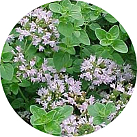 Origanum Vulgare