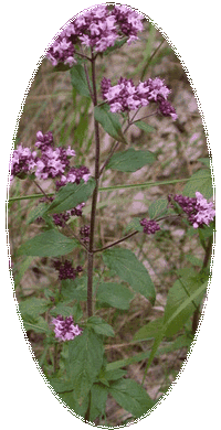 Origanum Vulgare