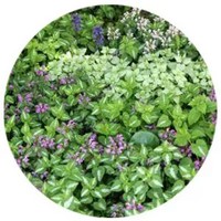 Ortiga: Lamium Purpureum