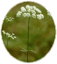 Pimpinella Saxifraga - Pimpinela Blanca