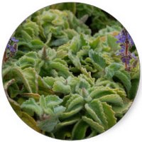Plectranthus Ciliatus