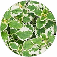 Plectranthus Coleoides