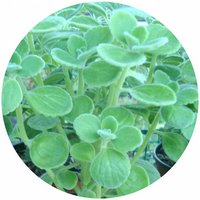 Plectranthus Tomentosus