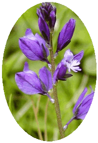 Polygala Vulgaris