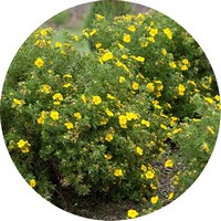 Potentilla