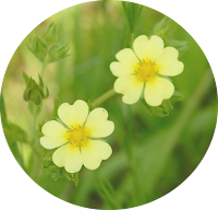 Sulphur Cinquefoil